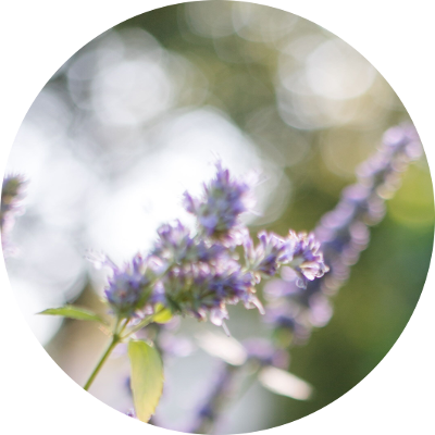 Rundes Bild mit lila Blumen