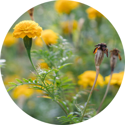 Rundes Bild mit gelben Blumen